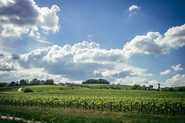 Reims, Fransa, 13 Mayıs 2025. Reims yakınlarında şampanya bağları. Şampanya şarapları dünya çapında bilinir ve eşsizdir çünkü sadece Fransa 'nın bu bölgesinde yetişir. Baharda yapraklar büyümeye başlar..