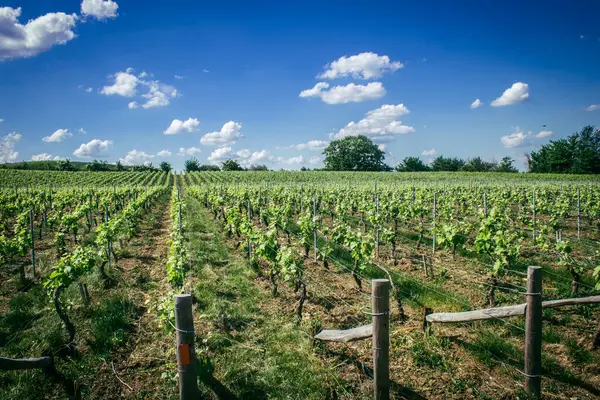 Reims, Fransa, 13 Mayıs 2025. Reims yakınlarında şampanya bağları. Şampanya şarapları dünya çapında bilinir ve eşsizdir çünkü sadece Fransa 'nın bu bölgesinde yetişir. Baharda yapraklar büyümeye başlar..
