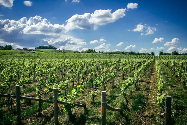 Reims, Fransa, 13 Mayıs 2025. Reims yakınlarında şampanya bağları. Şampanya şarapları dünya çapında bilinir ve eşsizdir çünkü sadece Fransa 'nın bu bölgesinde yetişir. Baharda yapraklar büyümeye başlar..
