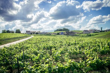 Reims, Fransa, 13 Mayıs 2025. Reims yakınlarında şampanya bağları. Şampanya şarapları dünya çapında bilinir ve eşsizdir çünkü sadece Fransa 'nın bu bölgesinde yetişir. Baharda yapraklar büyümeye başlar..