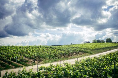 Reims, Fransa, 13 Mayıs 2025. Reims yakınlarında şampanya bağları. Şampanya şarapları dünya çapında bilinir ve eşsizdir çünkü sadece Fransa 'nın bu bölgesinde yetişir. Baharda yapraklar büyümeye başlar..