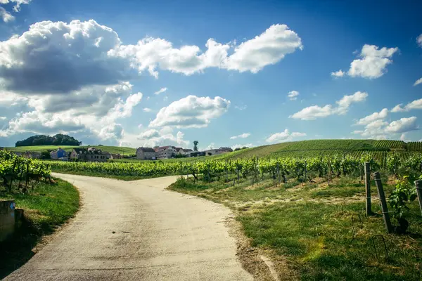 Reims, Fransa, 13 Mayıs 2025. Reims yakınlarında şampanya bağları. Şampanya şarapları dünya çapında bilinir ve eşsizdir çünkü sadece Fransa 'nın bu bölgesinde yetişir. Baharda yapraklar büyümeye başlar..