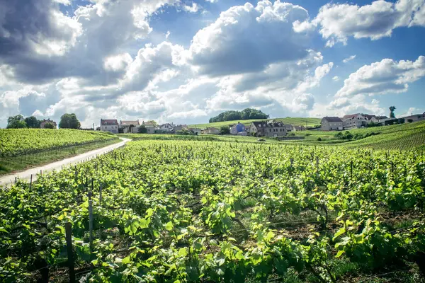 Reims, Fransa, 13 Mayıs 2025. Reims yakınlarında şampanya bağları. Şampanya şarapları dünya çapında bilinir ve eşsizdir çünkü sadece Fransa 'nın bu bölgesinde yetişir. Baharda yapraklar büyümeye başlar..