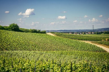 Reims, Fransa, 13 Mayıs 2025. Reims yakınlarında şampanya bağları. Şampanya şarapları dünya çapında bilinir ve eşsizdir çünkü sadece Fransa 'nın bu bölgesinde yetişir. Baharda yapraklar büyümeye başlar..