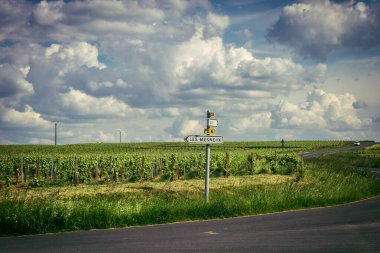 Reims, Fransa, 13 Mayıs 2025. Reims yakınlarında şampanya bağları. Şampanya şarapları dünya çapında bilinir ve eşsizdir çünkü sadece Fransa 'nın bu bölgesinde yetişir. Baharda yapraklar büyümeye başlar..