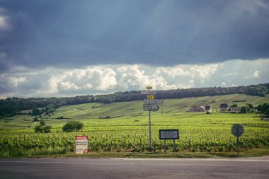 Reims, Fransa, 13 Mayıs 2025. Reims yakınlarında şampanya bağları. Şampanya şarapları dünya çapında bilinir ve eşsizdir çünkü sadece Fransa 'nın bu bölgesinde yetişir. Baharda yapraklar büyümeye başlar..