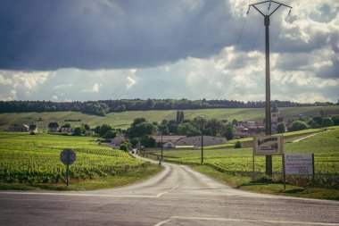 Reims, Fransa, 13 Mayıs 2025. Reims yakınlarında şampanya bağları. Şampanya şarapları dünya çapında bilinir ve eşsizdir çünkü sadece Fransa 'nın bu bölgesinde yetişir. Baharda yapraklar büyümeye başlar..