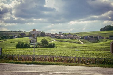 Reims, Fransa, 13 Mayıs 2025. Reims yakınlarında şampanya bağları. Şampanya şarapları dünya çapında bilinir ve eşsizdir çünkü sadece Fransa 'nın bu bölgesinde yetişir. Baharda yapraklar büyümeye başlar..