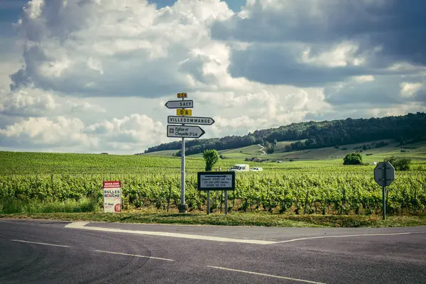 Reims, Fransa, 13 Mayıs 2025. Reims yakınlarında şampanya bağları. Şampanya şarapları dünya çapında bilinir ve eşsizdir çünkü sadece Fransa 'nın bu bölgesinde yetişir. Baharda yapraklar büyümeye başlar..