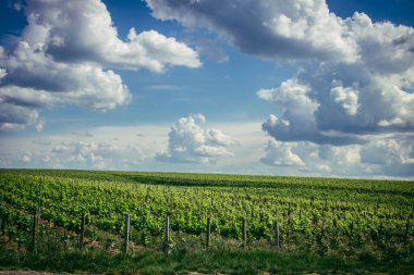 Reims, Fransa, 13 Mayıs 2025. Reims yakınlarında şampanya bağları. Şampanya şarapları dünya çapında bilinir ve eşsizdir çünkü sadece Fransa 'nın bu bölgesinde yetişir. Baharda yapraklar büyümeye başlar..