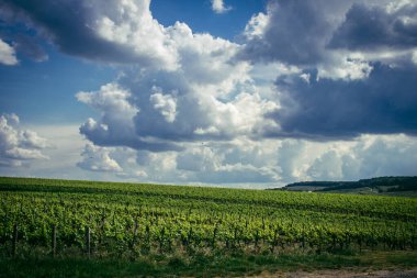 Reims, Fransa, 13 Mayıs 2025. Reims yakınlarında şampanya bağları. Şampanya şarapları dünya çapında bilinir ve eşsizdir çünkü sadece Fransa 'nın bu bölgesinde yetişir. Baharda yapraklar büyümeye başlar..