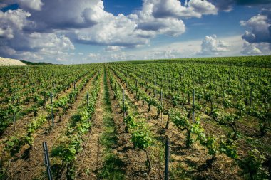 Reims, Fransa, 13 Mayıs 2025. Reims yakınlarında şampanya bağları. Şampanya şarapları dünya çapında bilinir ve eşsizdir çünkü sadece Fransa 'nın bu bölgesinde yetişir. Baharda yapraklar büyümeye başlar..