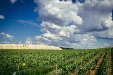 Reims, Fransa, 13 Mayıs 2025. Reims yakınlarında şampanya bağları. Şampanya şarapları dünya çapında bilinir ve eşsizdir çünkü sadece Fransa 'nın bu bölgesinde yetişir. Baharda yapraklar büyümeye başlar..