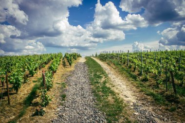 Reims, Fransa, 13 Mayıs 2025. Reims yakınlarında şampanya bağları. Şampanya şarapları dünya çapında bilinir ve eşsizdir çünkü sadece Fransa 'nın bu bölgesinde yetişir. Baharda yapraklar büyümeye başlar..