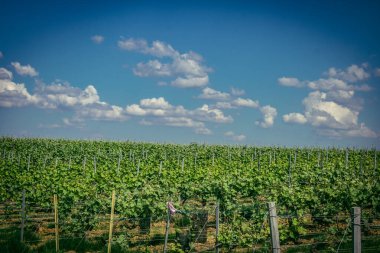 Reims, Fransa, 13 Mayıs 2025. Reims yakınlarında şampanya bağları. Şampanya şarapları dünya çapında bilinir ve eşsizdir çünkü sadece Fransa 'nın bu bölgesinde yetişir. Baharda yapraklar büyümeye başlar..