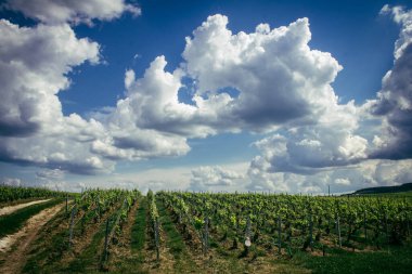Reims, Fransa, 13 Mayıs 2025. Reims yakınlarında şampanya bağları. Şampanya şarapları dünya çapında bilinir ve eşsizdir çünkü sadece Fransa 'nın bu bölgesinde yetişir. Baharda yapraklar büyümeye başlar..