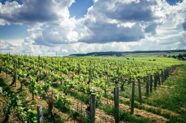 Reims, Fransa, 13 Mayıs 2025. Reims yakınlarında şampanya bağları. Şampanya şarapları dünya çapında bilinir ve eşsizdir çünkü sadece Fransa 'nın bu bölgesinde yetişir. Baharda yapraklar büyümeye başlar..