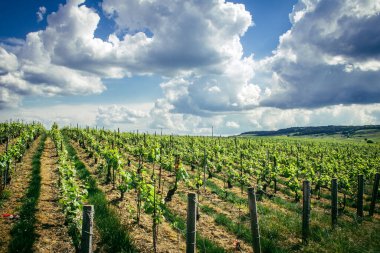 Reims, Fransa, 13 Mayıs 2025. Reims yakınlarında şampanya bağları. Şampanya şarapları dünya çapında bilinir ve eşsizdir çünkü sadece Fransa 'nın bu bölgesinde yetişir. Baharda yapraklar büyümeye başlar..