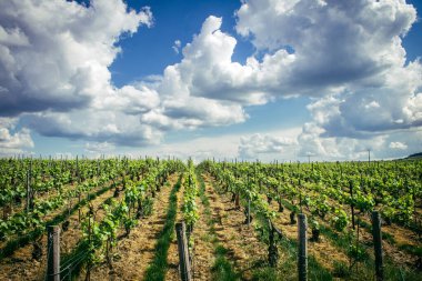 Reims, Fransa, 13 Mayıs 2025. Reims yakınlarında şampanya bağları. Şampanya şarapları dünya çapında bilinir ve eşsizdir çünkü sadece Fransa 'nın bu bölgesinde yetişir. Baharda yapraklar büyümeye başlar..