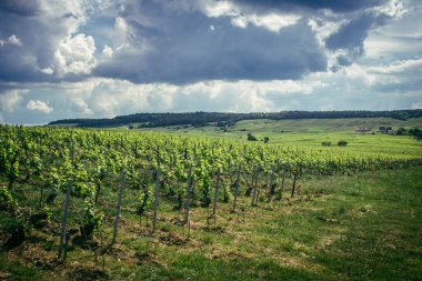 Reims, Fransa, 13 Mayıs 2025. Reims yakınlarında şampanya bağları. Şampanya şarapları dünya çapında bilinir ve eşsizdir çünkü sadece Fransa 'nın bu bölgesinde yetişir. Baharda yapraklar büyümeye başlar..