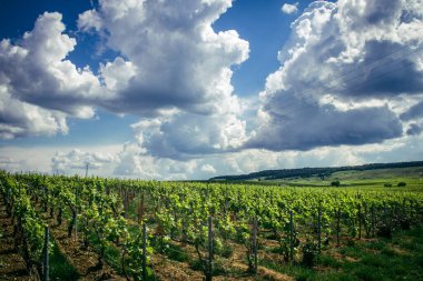Reims, Fransa, 13 Mayıs 2025. Reims yakınlarında şampanya bağları. Şampanya şarapları dünya çapında bilinir ve eşsizdir çünkü sadece Fransa 'nın bu bölgesinde yetişir. Baharda yapraklar büyümeye başlar..