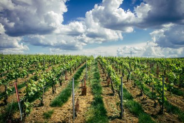 Reims, Fransa, 13 Mayıs 2025. Reims yakınlarında şampanya bağları. Şampanya şarapları dünya çapında bilinir ve eşsizdir çünkü sadece Fransa 'nın bu bölgesinde yetişir. Baharda yapraklar büyümeye başlar..