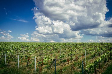 Reims, Fransa, 13 Mayıs 2025. Reims yakınlarında şampanya bağları. Şampanya şarapları dünya çapında bilinir ve eşsizdir çünkü sadece Fransa 'nın bu bölgesinde yetişir. Baharda yapraklar büyümeye başlar..