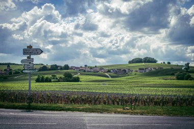 Reims, Fransa, 13 Mayıs 2025. Reims yakınlarında şampanya bağları. Şampanya şarapları dünya çapında bilinir ve eşsizdir çünkü sadece Fransa 'nın bu bölgesinde yetişir. Baharda yapraklar büyümeye başlar..