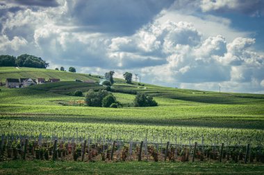 Reims, Fransa, 13 Mayıs 2025. Reims yakınlarında şampanya bağları. Şampanya şarapları dünya çapında bilinir ve eşsizdir çünkü sadece Fransa 'nın bu bölgesinde yetişir. Baharda yapraklar büyümeye başlar..