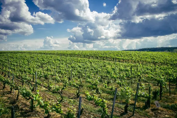 Reims, Fransa, 13 Mayıs 2025. Reims yakınlarında şampanya bağları. Şampanya şarapları dünya çapında bilinir ve eşsizdir çünkü sadece Fransa 'nın bu bölgesinde yetişir. Baharda yapraklar büyümeye başlar..