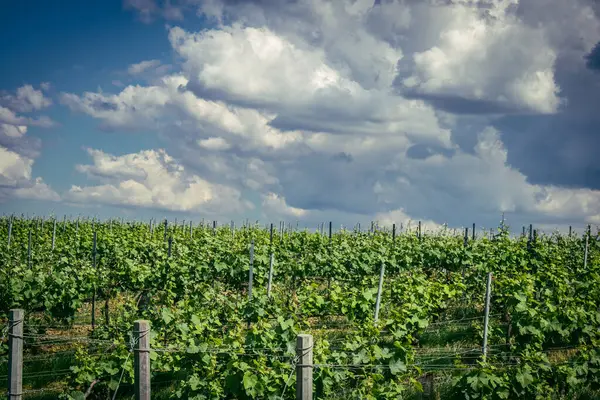 Reims, Fransa, 13 Mayıs 2025. Reims yakınlarında şampanya bağları. Şampanya şarapları dünya çapında bilinir ve eşsizdir çünkü sadece Fransa 'nın bu bölgesinde yetişir. Baharda yapraklar büyümeye başlar..