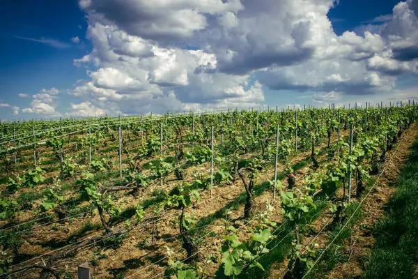 Reims, Fransa, 13 Mayıs 2025. Reims yakınlarında şampanya bağları. Şampanya şarapları dünya çapında bilinir ve eşsizdir çünkü sadece Fransa 'nın bu bölgesinde yetişir. Baharda yapraklar büyümeye başlar..