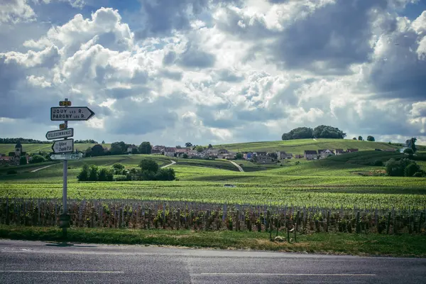 Reims, Fransa, 13 Mayıs 2025. Reims yakınlarında şampanya bağları. Şampanya şarapları dünya çapında bilinir ve eşsizdir çünkü sadece Fransa 'nın bu bölgesinde yetişir. Baharda yapraklar büyümeye başlar..