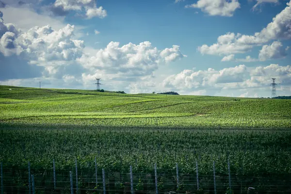 Reims, Fransa, 13 Mayıs 2025. Reims yakınlarında şampanya bağları. Şampanya şarapları dünya çapında bilinir ve eşsizdir çünkü sadece Fransa 'nın bu bölgesinde yetişir. Baharda yapraklar büyümeye başlar..