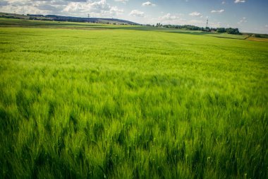 Reims, Fransa, 14 Mayıs 2025. Fransa 'nın Reims kenti yakınlarındaki şampanya manzarası. İlkbaharda, Şampanya ovasındaki mısır gevreği tarlaları büyümeye ve ufku yoğun bir yeşille kaplamaya başlar..