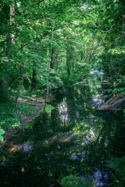 Reims, Fransa, 14 Mayıs 2025. Fransa 'nın Reims kenti yakınlarındaki şampanya manzarası. İlkbaharda, Şampanya ovasındaki mısır gevreği tarlaları büyümeye ve ufku yoğun bir yeşille kaplamaya başlar..