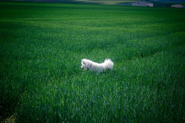 Reims, Fransa, 22 Mayıs 2025 Şampanya manzarasında beyaz köpek. İlkbaharda, Şampanya ovasındaki mısır gevreği tarlaları büyümeye ve ufku yoğun bir yeşille kaplamaya başlar..