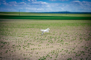 Reims, Fransa, 22 Mayıs 2025 Şampanya manzarasında beyaz köpek. İlkbaharda, Şampanya ovasındaki mısır gevreği tarlaları büyümeye ve ufku yoğun bir yeşille kaplamaya başlar..