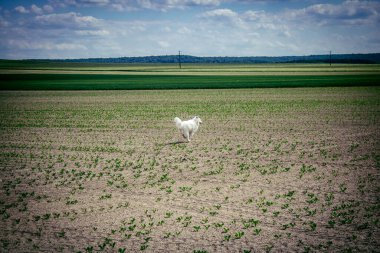 Reims, Fransa, 22 Mayıs 2025 Şampanya manzarasında beyaz köpek. İlkbaharda, Şampanya ovasındaki mısır gevreği tarlaları büyümeye ve ufku yoğun bir yeşille kaplamaya başlar..