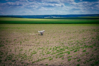 Reims, Fransa, 22 Mayıs 2025 Şampanya manzarasında beyaz köpek. İlkbaharda, Şampanya ovasındaki mısır gevreği tarlaları büyümeye ve ufku yoğun bir yeşille kaplamaya başlar..
