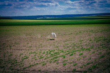 Reims, Fransa, 22 Mayıs 2025 Şampanya manzarasında beyaz köpek. İlkbaharda, Şampanya ovasındaki mısır gevreği tarlaları büyümeye ve ufku yoğun bir yeşille kaplamaya başlar..