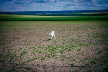 Reims, Fransa, 22 Mayıs 2025 Şampanya manzarasında beyaz köpek. İlkbaharda, Şampanya ovasındaki mısır gevreği tarlaları büyümeye ve ufku yoğun bir yeşille kaplamaya başlar..