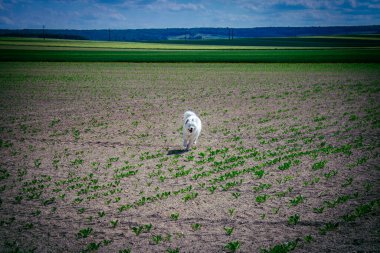 Reims, Fransa, 22 Mayıs 2025 Şampanya manzarasında beyaz köpek. İlkbaharda, Şampanya ovasındaki mısır gevreği tarlaları büyümeye ve ufku yoğun bir yeşille kaplamaya başlar..