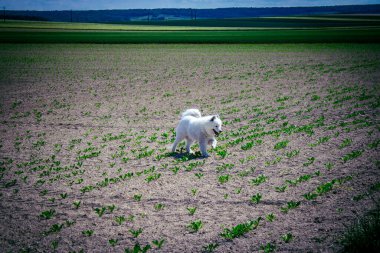 Reims, Fransa, 22 Mayıs 2025 Şampanya manzarasında beyaz köpek. İlkbaharda, Şampanya ovasındaki mısır gevreği tarlaları büyümeye ve ufku yoğun bir yeşille kaplamaya başlar..
