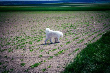 Reims, Fransa, 22 Mayıs 2025 Şampanya manzarasında beyaz köpek. İlkbaharda, Şampanya ovasındaki mısır gevreği tarlaları büyümeye ve ufku yoğun bir yeşille kaplamaya başlar..