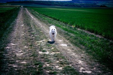 Reims, Fransa, 22 Mayıs 2025 Şampanya manzarasında beyaz köpek. İlkbaharda, Şampanya ovasındaki mısır gevreği tarlaları büyümeye ve ufku yoğun bir yeşille kaplamaya başlar..