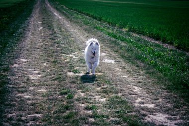 Reims, Fransa, 22 Mayıs 2025 Şampanya manzarasında beyaz köpek. İlkbaharda, Şampanya ovasındaki mısır gevreği tarlaları büyümeye ve ufku yoğun bir yeşille kaplamaya başlar..