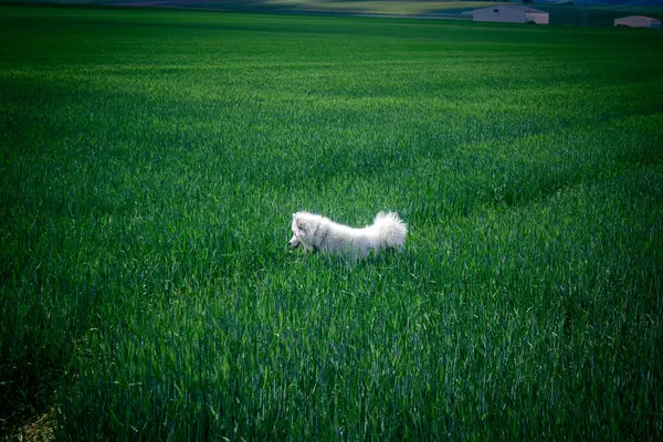 Reims, Fransa, 22 Mayıs 2025 Şampanya manzarasında beyaz köpek. İlkbaharda, Şampanya ovasındaki mısır gevreği tarlaları büyümeye ve ufku yoğun bir yeşille kaplamaya başlar..