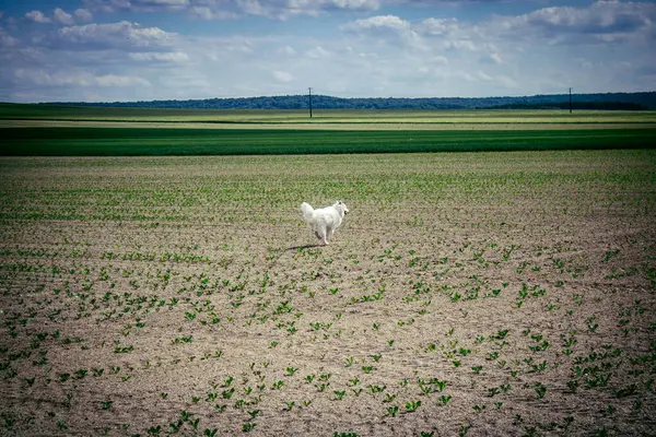 Reims, Fransa, 22 Mayıs 2025 Şampanya manzarasında beyaz köpek. İlkbaharda, Şampanya ovasındaki mısır gevreği tarlaları büyümeye ve ufku yoğun bir yeşille kaplamaya başlar..
