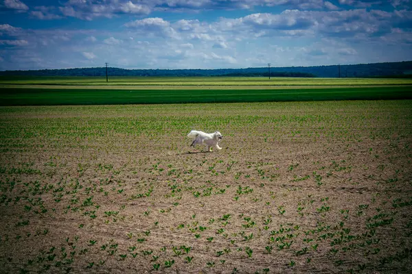 Reims, Fransa, 22 Mayıs 2025 Şampanya manzarasında beyaz köpek. İlkbaharda, Şampanya ovasındaki mısır gevreği tarlaları büyümeye ve ufku yoğun bir yeşille kaplamaya başlar..